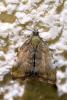 Choreutis pariana